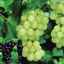 Grape Vine