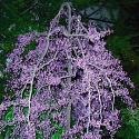 Lavender Twist Weeping Redbud