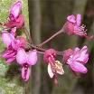 Mexican Redbud Tree Cercis mexicana