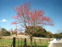 Texas Redbud canadensis var. texensis