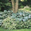 Hosta (not dog safe, frnt yd only around trees)