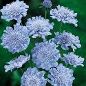 Butterfly Blue Scabiosa