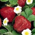 Everbearing Strawberries