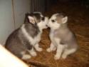 pet - Husky Puppy
