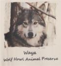 Lone Wolf Waya T Shirt - L