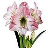 Amaryllis apple blossom