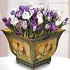 Crocus in a pot