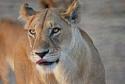 Contribution towards Safari