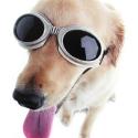 Doggles (ILS Large Black)