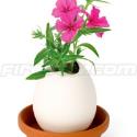 Egglings (Petunia)